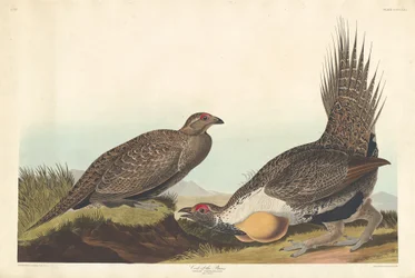 Hoender van de Vlakte, 1837