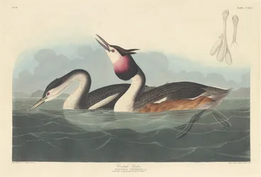 Kuifduiker, 1836