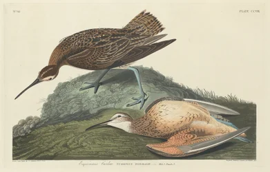 Esquimaux-wulp (1834)