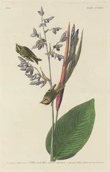 Goudhaantje, 1833