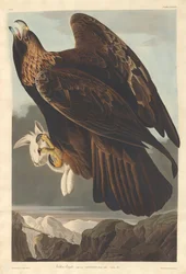 Steenarend, 1833
