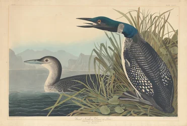 Grote noordelijke duiker of Loon