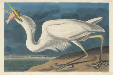 Grote witte reiger