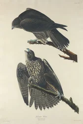 Labradorvalk
