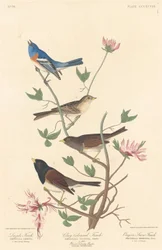 Lazuli-vink, kleikleurige vink en Oregon-sneeuwvink