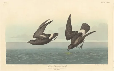 Kleine Stormvogel, 1836
