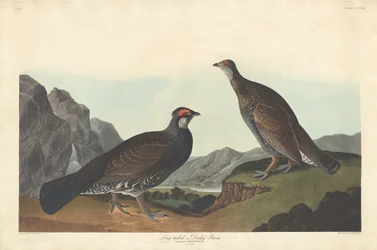 Langstaart of Donkere Korhoen, 1837