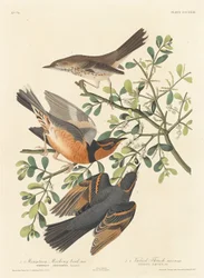 Bergspotlijster en Bonte Lijster, 1837