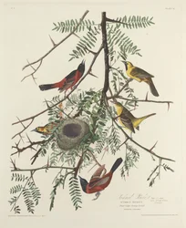 Orchard Oriole, 1828