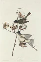 Pewit Vliegenvanger, 1831
