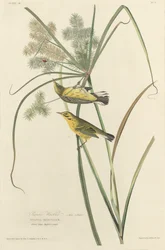 Prairie zanger, 1827