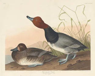 Roodkop-eend, 1836