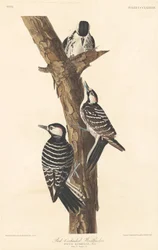 Roodkuifspecht, 1837