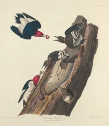 Roodkop Specht, 1828