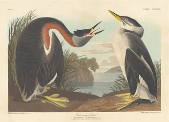 Roodhalsfuut, 1836