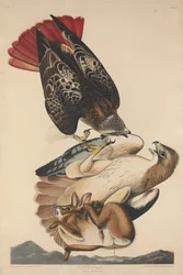 Roodstaartbuizerd, 1829.