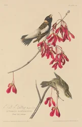 Rijstgors, 1829