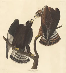 Ruigpootbuizerd, 1838