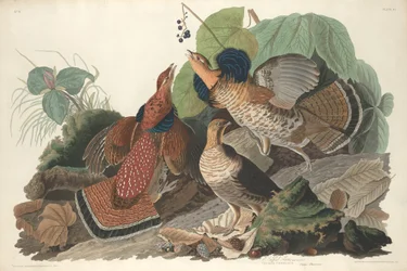 Ruffed Grouse, 1828