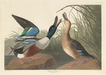 Slobeend, 1836