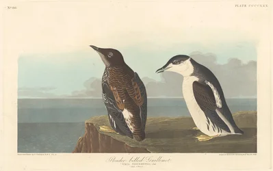 Slanke Alk, 1838