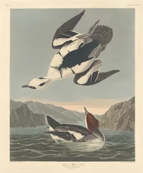 Nonnetje, 1836