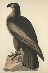 De vogel van Washington of grote Amerikaanse zeearend