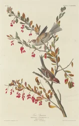 Huismus, 1834