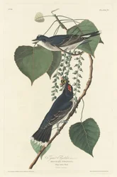 Tiranvliegenvanger, 1830