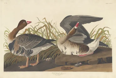 Kolganzen, 1836