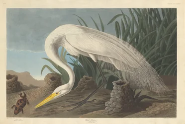 Witte Reiger, 1837