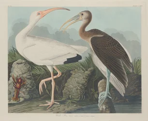 Witte ibis, 1834