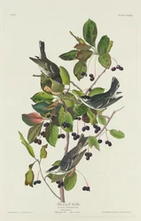 Zwartpoelzanger