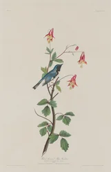 Zwartkeelblauwe zanger