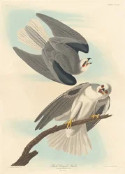 Zwartgevleugelde Havik