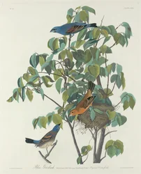Blauwe Bisschop