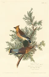 Cedarvogel