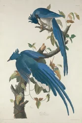 Columbia gaai
