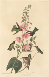 Columbiaanse Kolibrie