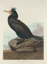 Dubbelkuif aalscholver