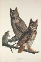 Grote Gehoornde Uil