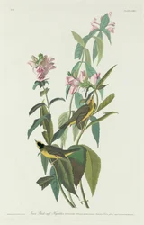 Groene Zwartkopvliegenvanger