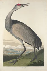 Hooping kraanvogel