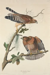 Roodschouderbuizerd