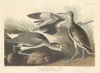 Halfgepalmeerde snip of willet