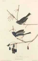 Sneeuwvogel