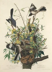 De Spotvogel