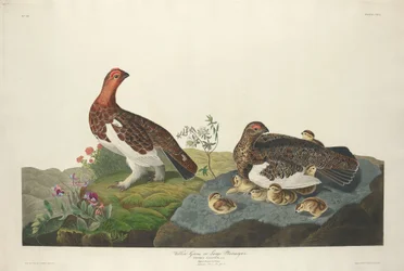 Wilgengrouse