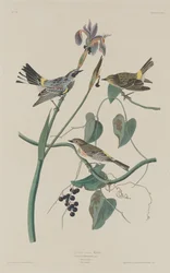 Geelkruin Zanger