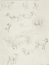 Kudde schapen, na 1794